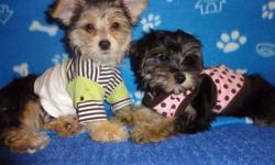 Here is the perfect christmas gift morkies, male and female available to go, 5-6 adult size, tiny toy puppies. First and second set of shots, all up-to-date therefore 200$ less to pay on shots, they are non shedding and hypoallergenic, playful and very