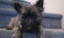 This little character is guaranteed to liven up your life.  She is alert, intelligent and very affectionate.  She is a purebred Cairn Terrier and her parents are registered with the AKC and CKC.  The scruffy look is part of their charm. She is