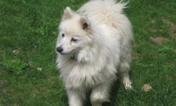 YOU WILL NEVER FIND THIS DEAL ANY WHERE
To many animals to feed and not prepared for winter Urgently needing a new home for 2 beautifull little purebred Mini American Eskimo females, weight approximatley 10 lbs each.  Have had 1 beautifull litter of pups