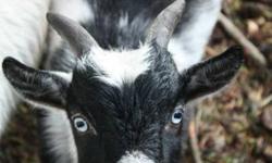 I am sad to say that I am moving back to the mainland and must find new homes for my Nigerian Dwarf Goats. I am looking for a new home for my two male kids who are 4 month old brothers and are very playful and sweet ($100 each). I will not let them go to