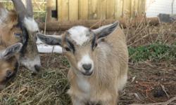 3miniature goat babies for sale. All females. Two and a half months old. Very friendly.
$50.00 each.
