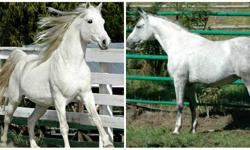 located south Nanaimo. One Live cover service available to the Dutch warmblood X selle stallion. Outstanding temperment and conformation. Various sons available for viewing. Producers of outstanding sport horses. Excellent work ethic on his foals,