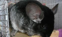 Very gentle tame female blackvelvet chinchilla and  brown velvet male. Asking $150.00 for the pair. Will separate, $100 each. Cage available for $80. All equipped.