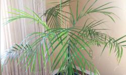 This Palm grows faster in bright in indirect light but does well in medium and low light. Is 4 plus ft. tall. Includes pottery pot.