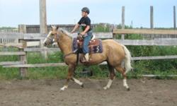 This 5yr Reg. QH gelding has 4 white socks 'N a blaze. Reg. name "Looking like Trigger" He is destin to be something important. Many of his siblings are proven performance horse's in team roping, barrel racing, poles,breakaway roping, ect. Quiet and well
