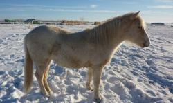 1 1/2 year old pony gelding, handled since birth, halter broke, no bite or kick, good with his feet, just had it trimmed on Nov. 26.
He is 12HH, mother is a welsh and sire reg. QH.
Call Yvonne at 403-843-3199