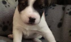 Purebred Parson Russell Terrier puppies ready after December 8 2011. All puppies are AKC registered, come with a written Health Guarantee, 5 generation Pedigree, First Vaccines, First Set of De-wormings, Permanent Microchip Implantaion, 2 free months of