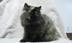 Registered health guaranteed solid tortie (red/black) color pet quality Persian female to approved home. She will have an easier to groom coat. She has large copper eyes and is quite pretty. Those that have owned and love Persian cats are most