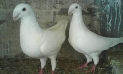 hi
i am looking for that kind of pigeons if u have send me some pics and
price thanks.