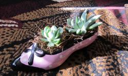 2 succulents beautiful blue colours. Planted in a pink high heal shoe.