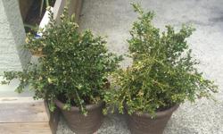 box wood plants with pots, 20 each or $35 for both, or best offer.