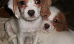 Both of these breeds make a great family pet. Mom is a small Beagle and Dad is a Cavalier King Charles Spaniel. Two males and One female pup ( she is the red and white with one white ear) have their first two shots and are ready to go. They are paper and