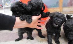 BEAUTIFUL POMERANIAN X  POODLE ,
THESE BABES ARE READY FOR THERE NEW HOMES . THEY ARE SOCIAL ,GREAT WITH THE CAT AND OTHER ANIMALS .
THEY HAVE BEEN EXPOSED TO YOUNG  CHILDREN AND ARE NOT SCARED OFF THEM .
IF YOU ARE READY FOR A PUPPY PLEASE CALL US .
THEY