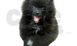 akc registered pomeranians, black white i black teacup female and i black and white female.shots dewormed etc.look like little bears.asking 800 with papers or 700 without.phone 6044421941