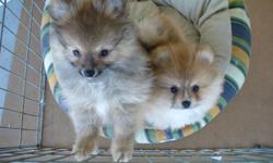Pomeranian Puppies available . Happy healthy well socialized and in home raised. Wormed,ist shots,vet checked,and on non breeding agreements.I have raised and show pomeranians since 1980. Member of Pomeranian Club of Canada,Pres. of Pomeranian club of