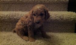 Mid-Sized Golden Doodle Puppies for Sale.
Both mom and dad are Golden Doodles and non Shedding. Mom Weighs 45 pds, dad weighs 35pds and has a medium frame.
Both are non-shedding.
Ready to go to new homes December 15th. 778.230.2897
This ad was posted with