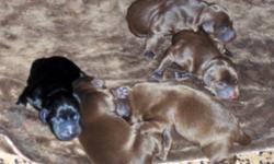 10 healthy newborn purebred chocolate and black labs born from mothers first litter on December 29th, 2011. Father is a 1 1/2 year old purebred black lab and mother is purebred 2 1/2 year old chocolate lab. All puppies will have their first shots and