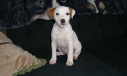 Purebred Parson Russell Terrier puppies ready to go.  There is one female still available.  She is tan and white with a very lightly broken coat.  She is 12 weeks old now.
She has received her first two sets of vaccinations, is dewormed and microchipped,