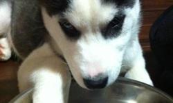 3.5 month old purebred female Siberian Husky needs a good and loving home. She has had her first set of shots and has been vet checked and de-wormed. She is a very smart, beautiful and loving puppy. Have to sell due to job change.
She comes with toys, dog