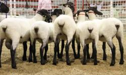 Quality show stock, Suffolk Ewe and Ram Lambs to supplement a flock. Price dependent on the animal starting at $450.  Also selling lamb sausage and wool quilt bats and wool socks.www.otterlakefarm.ca