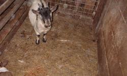 FOR SALE --7 MONTH OLD PYGMY GOAT.PLEASE CALL 613-374-3602 THIS AD IS NOT FOR ME SO PLEASE CALL THE NUMBER