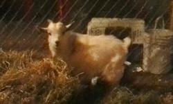 i have 3 pygmy goat bucks for sale. all under a year old. asking $50 obo. must go fast