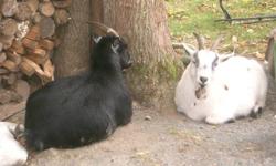 $250
Purebred pygmy goats
2 5 year old does (white and Black)
they have horns