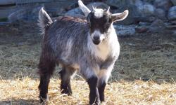 ALL as Pets!! (not to eat)
 
Looking for baby or young pygmy goats and /or nigerian dwarf goats in the springtime! looking for females, either babies or nicely mannered pregnant females....email me if you know where i could get some in cape breton, or
