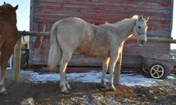 Cheif  2000 Palomino Gelding
Well Broke, neck reins well, He is fairly soft and uses his body well. He's Nice to Ride, Easy to get along with. He is a light golden palomino with lots of dapples.... Really Cute little Horse. He has been rode by