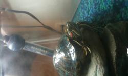 Im selling my 1 year old red eared slider, she is about 1 year old and very healthy.
she comes with a tank, lighting, heater food and the stones.
 
40$ or best offer.
must pick up.