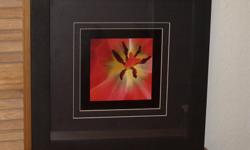 17" square, mat black frame, photo of interior of a poppy by Carol Sowerby, Thetis Island. 8" sq. picture