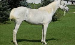 Nadara's Ivory Rose FX
Registered Arabian Mare
Reg # 0042125
View her Pedigree at http://www.allbreedpedigree.com/nadaras+ivory+rose+fx
April 2002
Gray
approximately 14hh
Goes under english or western saddle, is comfortable in the ring and trail rides