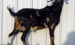 Yearling Nubian, registered purebred, black with silver and chocolate spots, lovely buck, $650. From show and milk bloodlines with color, USA and Canadian top bloodlines. This is one fine buck, he is breeding NOW, ready for your dairy or commercial goat