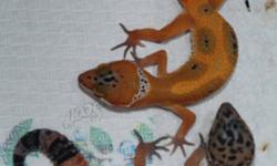 I am selling the following reptiles, they all come with 2 weeks of GUARANTEE. We can also deliver and if you are new we can help you to set up for no extra charge.
1. Baby Geckos Super Hypo Tangerine Carrot Tail..........$129
2. Baby Gecko Leopard