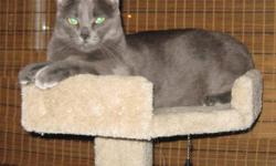 Edit: Alu has now found a new home.
A friendly and affectionate indoor male 17 month old Russian Blue cat, named Alu, free to a good home.  He is a nice cat, but I can no longer keep him.  He is healthy, had his vaccine boosters less than a month ago, so