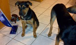 9 month old Rottweiller / Shephard - 1 female - house trained and becoming good watch dogs.  Good with kids, and fully house trained.  Moving into a condo for work and it is not appropriate for her - she presently has a 10 acre land to run.  If interested