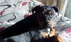 Rottwieller/ Mastiff/Boxer Cross Male Good Guard dog Good with Family.
Telephone 1 250 459-7792