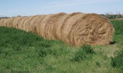 Excellent quality round hay bales. Alfalfa-grass mixture. 80 bales available. $40 a bale. Delivery can be arranged. Ph.232-4746.