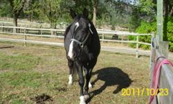 Larry is a 6 year old Morgain paint gelding.He is 16.1 hh.  He is very willing to learn and likes new challenges.  He is being ridden western.  He is good with the ferrier, has had shoes before, and trailers.  He does not bite or kick and he is not mean.