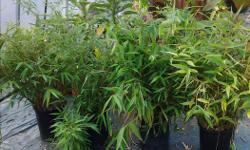 Clumping non-invasive fargesia rufa ( sunset glow ) This bamboo only gets 8 to 9 feet tall but looks perfect in any weather. 3 gal pots are $25. 5 gallon pots are $35.
Also have Kwangsiensis running big leaf bamboo. 4 pots left 5 gal pots. $35.
Also have