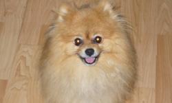 Jazzy is a beautiful CKC registered 3 year old male Pomeranian. This dog has provides for excellent stud and has all the qualities which are desire in the breed such as; short face, ears tipped in together, full mane, etc. He weighs approximately 4