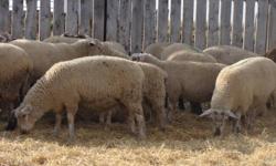 56 ewe lambs that are mostly Canadian Arcott or Canadian Arcott crosses.   Weighed them on Thanksgiving Monday with an average weight of 106 pounds.  Born end of April to mid May. Very nice uniform group.  Ready to breed later this fall.  Asking $250