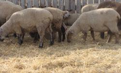 40 ewe lambs for sale born late April to mid-May.  Mostly Canadian Arcott or Canadian Arcott crosses.  Ready for breeding.  Willing to sell in smaller lots.  Asking $250 each if you pick the ones you want.  Will sell the whole works for $225 each.  Call