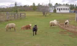 Small flock of sheep for sale. All sheep have had their hooves trimmed, dewormed and vaccinated with Covexin-8.
- Pure bred mature Katahdin ram. In great health and shape, proven breeder. Nice quiet ram with people, ewes or lambs. Asking $275.
-