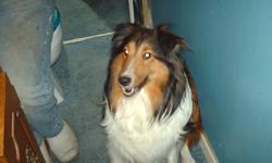 five sheltie pups two females three males
 
 
Redemtions Sunny Golda is the mother
 
Anglers Angus is the male
 
all pups will have shots, dewormed, micro chiped, and vet checked.
as well as being registered.
 
call 289-639-0021 to see the pups they will