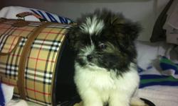 SHE IS ADORABLE. LOVES TO GIVE KISSES. 8LBS SHOTS TO DATE. HOUSE TRAINED. CALL 604.618.9101