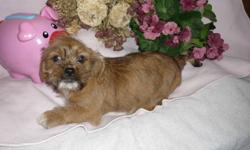 Shih-Tzu X Toy Terrier
Puppies!
only 4 left!
 
Our puppies are vet checked, 1st shots, Vet records and dewormed. They come with a puppy package which includes toys, brush, blanket, a leash, a collar and some food to get you started off. There is 1 male