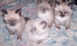 beautiful siamese kittens available just before christmas. Available after Dec 16th. Kittens will go to their new homes with first shots, dewormed and vet checked. Will also go with a kitten pack including a few toys and bag of food which they are used to