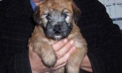 SCWT puppies born Oct 22. Will be ready to go at Christmas or can hold till after the holiday season. Wheatens are non shedding, non allergic mid sized family dogs. Our pups are raised in our home with children and pets.. Both parents on site. Located in