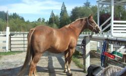 Levi is 16HH, Sorrel, Gelding,  good teeth & all vacinations & worming are up to date.
 
He has been a western horse all his life and is good with cattle and in the past year has been being trained to go english.  He can do flat work well and has done